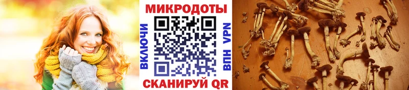 Галлюциногенные грибы мухоморы  Кашин 